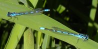 Northern bluet damselfly (Enallagma annexum) male: pair