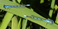 Northern bluet damselfly (Enallagma annexum) male: pair