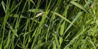 Northern bluet damselfly (Enallagma annexum) male: many