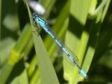 Northern bluet damselfly (Enallagma annexum) male: