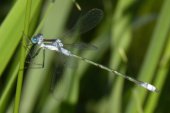 Northern bluet damselfly (Enallagma annexum) female: