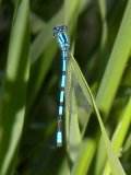 Northern bluet damselfly (Enallagma annexum) male: