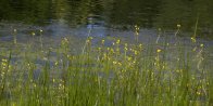 Bladderwort (Utricularia sp): many