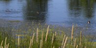 Duck (Anatidae sp): with ducklings