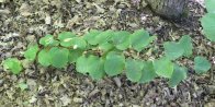 Carrion-flower (Smilax lasioneura):