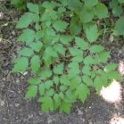 Sweet cicely (Osmorhiza claytonii): leaves