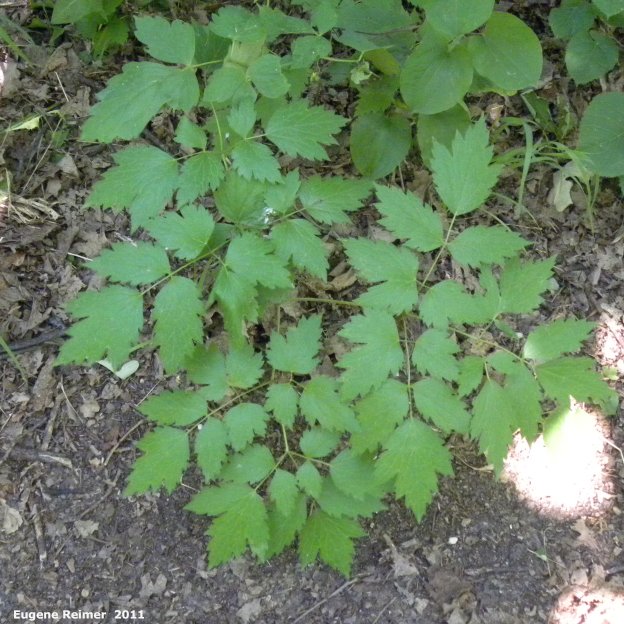 IMG 2011-Jul12 at Winnipeg:  Sweet cicely (Osmorhiza claytonii) leaves