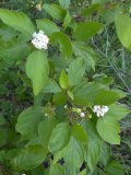 Red-osier dogwood (Cornus sericea): with flowers and berries