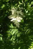 Red elderberry (Sambucus racemosa): flowers and foliage