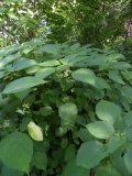 European stinging nettle (Urtica dioica): plant with flowers