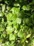 Canadian moonseed (Menispermum canadense):