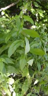 Marsh hedge-nettle (Stachys palustris): plant