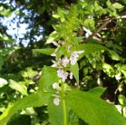 Marsh hedge-nettle (Stachys palustris): flowers