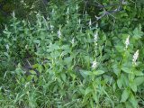 Marsh hedge-nettle (Stachys palustris): clump