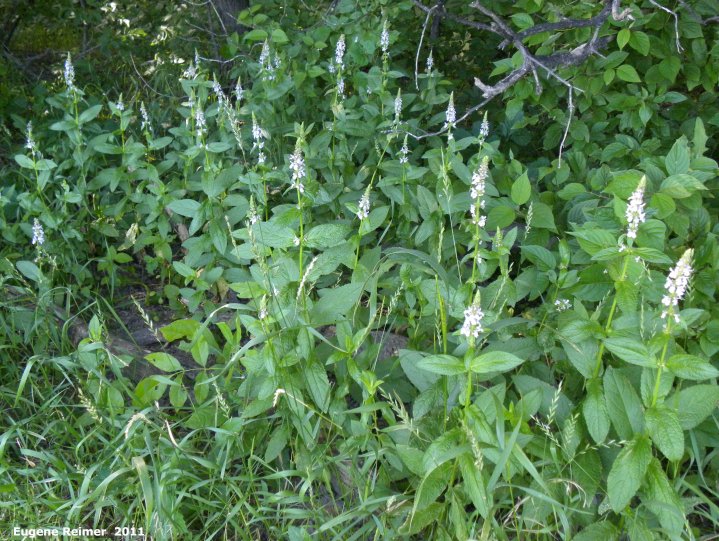 IMG 2011-Jul12 at Winnipeg:  Marsh hedge-nettle (Stachys palustris) clump