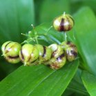 Star-flowered solomons-seal (Maianthemum stellatum): berries