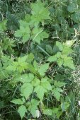 Sweet cicely (Osmorhiza claytonii): plant