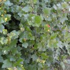 Red currant (Ribes triste):