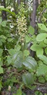 Broad-leaved helleborine (Epipactis helleborine): plant