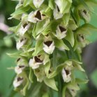 Broad-leaved helleborine (Epipactis helleborine): flowers