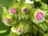 Woolly burdock (Arctium tomentosum): flowers