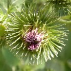Woolly burdock (Arctium tomentosum): flower