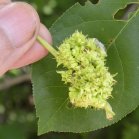 gall: on Green ash (Fraxinus pennsylvanica)