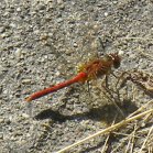 Dragonfly (Anisoptera sp):