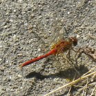 Dragonfly (Anisoptera sp):