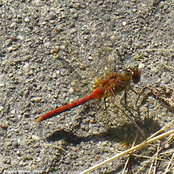 IMG 2011-Jul22 at Winnipeg:  Dragonfly (Anisoptera sp)