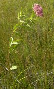 Swamp milkweed (Asclepias incarnata): plant