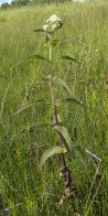 Boneset (Eupatorium perfoliatum): plant