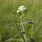 Boneset (Eupatorium perfoliatum): inflorescence in bud and leaves