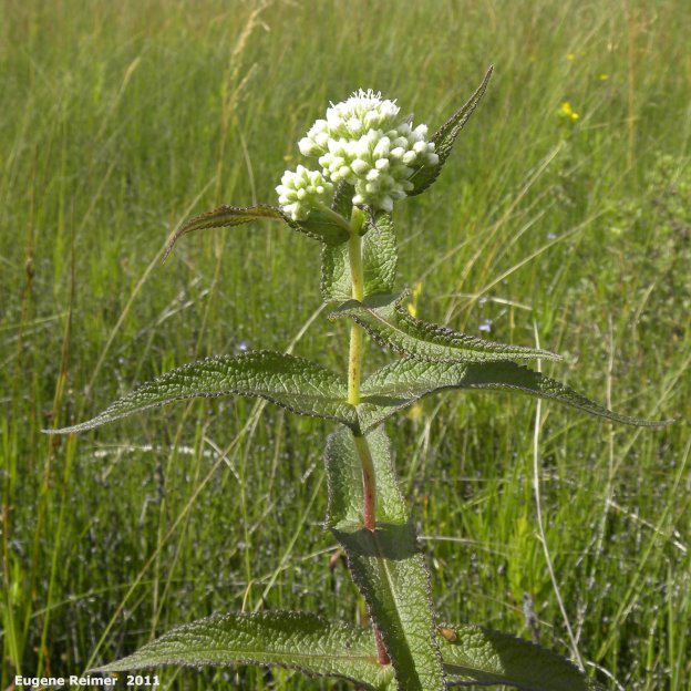 IMG 2011-Jul24 at PR205 800m W of PTH12:  Boneset (Eupatorium perfoliatum) inflorescence in bud and leaves