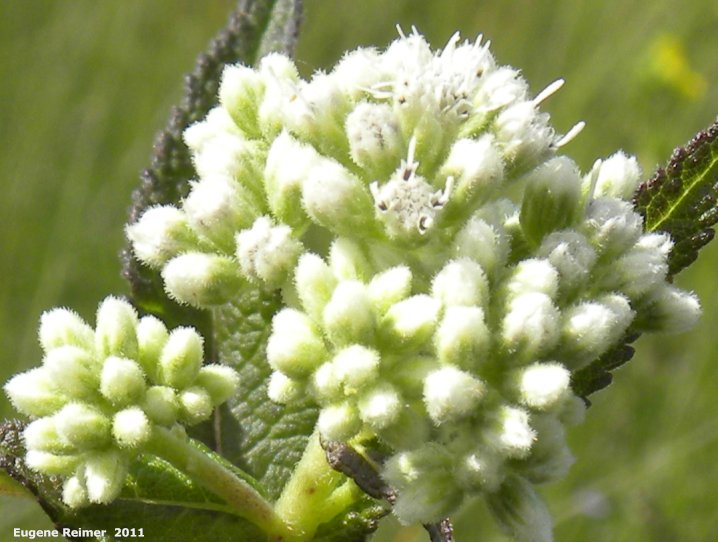 IMG 2011-Jul24 at PR205 800m W of PTH12:&nbsp; Boneset (Eupatorium perfoliatum) inflorescence in bud