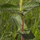 Boneset (Eupatorium perfoliatum): leaves
