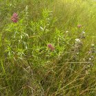 Swamp milkweed (Asclepias incarnata) + Boneset (Eupatorium perfoliatum): clump