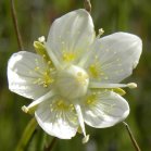 Marsh grass-of-parnassus (Parnassia palustris): flower
