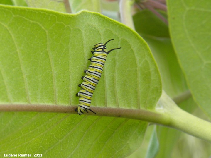 IMG 2011-Jul24 at E outskirts of Sarto MB:  Monarch butterfly (Danaus plexippus) caterpillar on Common milkweed (Asclepias syriaca): small