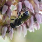 Syrphid-fly (Syrphidae sp): on Common milkweed (Asclepias syriaca)