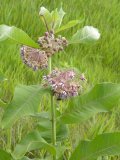 Common milkweed (Asclepias syriaca): plant