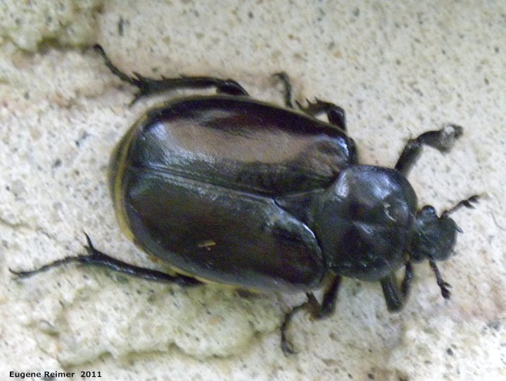 IMG 2011-Jul30 at Winnipeg:  Scarab beetle (Scarabaeidae sp)