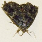 Sphinx-moth (Sphingidae sp): on kitchen wall