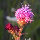 Meadow blazing-star (Liatris ligulistylis): bud and flower