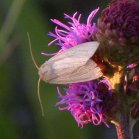 Moth: on Meadow blazing-star (Liatris ligulistylis)