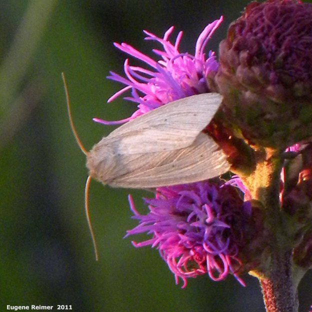 IMG 2011-Aug02 at Winnipeg:  Moth on Meadow blazing-star (Liatris ligulistylis)