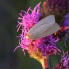 Moth: on Meadow blazing-star (Liatris ligulistylis)