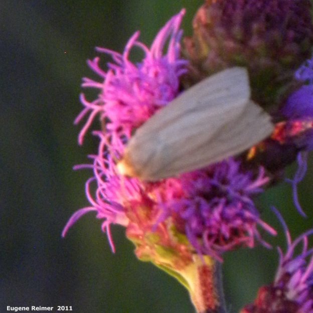 IMG 2011-Aug02 at Winnipeg:  Moth on Meadow blazing-star (Liatris ligulistylis)