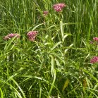 Swamp milkweed (Asclepias incarnata): plant