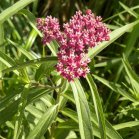 Swamp milkweed (Asclepias incarnata):